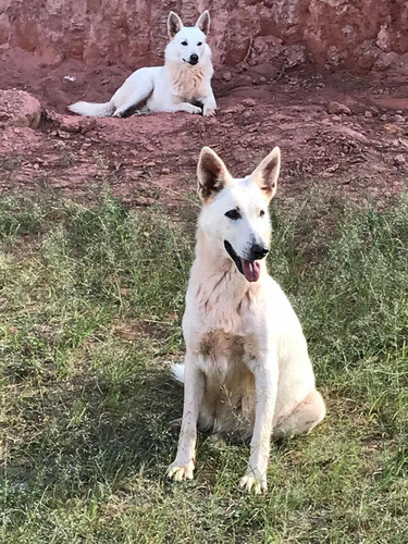 Filhote Macho Pastor Alemao Branco P/retirar Cotia Sp. Leia!