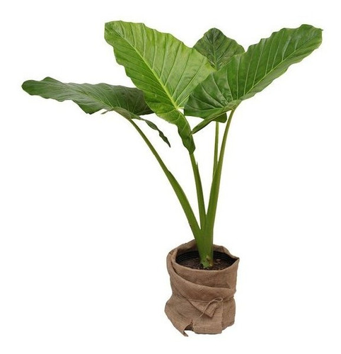 Planta De Alocasia Oreja De Elefante Deco Vintage 10lts