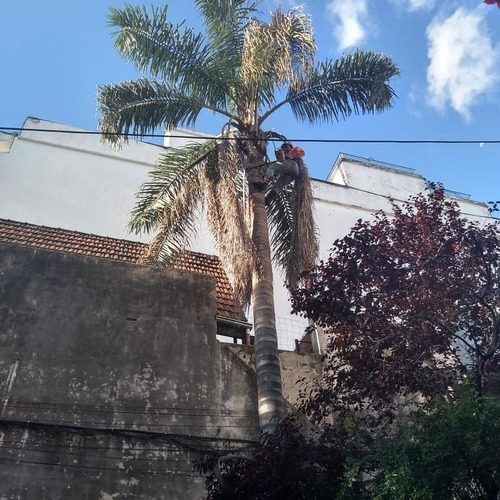 Imagen 2 de 4 de Poda De Palmeras Y Arboles