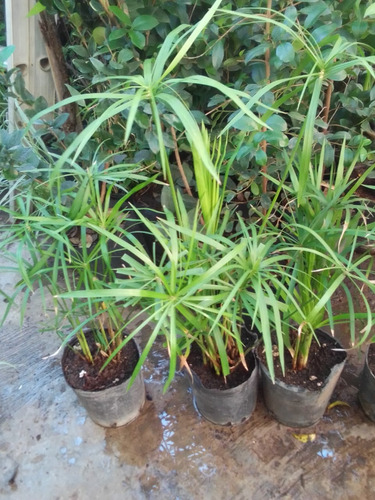 5 Planta Falso Papiro 4lts 75cm (ver Ahorro)