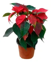 Comprar Planta Maceta Anturio Rojo