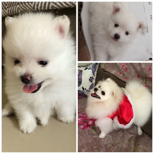 Imagem 1 de 1 de Filhotes De Lulu Da Pomerânia Anão
