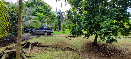 Imagen 8 de 11 de Vendo Finca El Carmen De Siquirres, Pueblo El Civil, Provincia De Limón