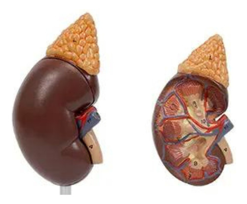 Modelo Anatômico Rins Corpo Humano Anatomia Funcionamento