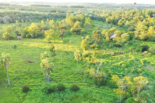 Imagen 11 de 20 de Se Vende Campo 70 Ha Con Gran Casa. Santo Pipó Misiones. Arroyo Y Pino. Suelo Para Yerba.