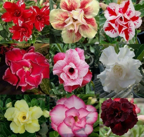 Imagem 1 de 10 de Semente Rosa Do Deserto Mix Cores 100 Adenium Frete Grátis