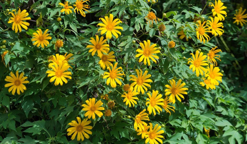 Planta Tithonia Diversifolia