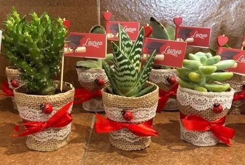 Imagen 5 de 9 de Suculentas Plantas Vivas Cactus, Recuerdos Colección Dsctos
