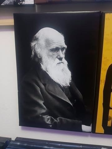 Vinilo Decorativo 40x60cm Charles Darwin Evolucion Biologia