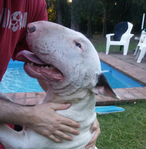 Bull Terrier Servicio De Stud