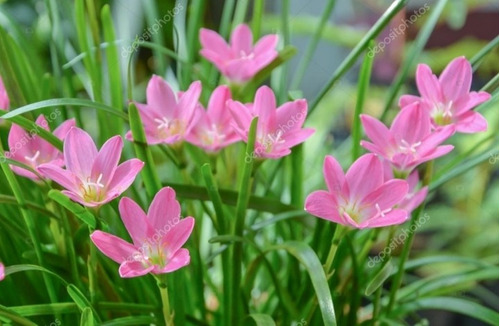 100 Bulbos De Junquilho Rosa Ou Lírio -vento Rosa- Promoção | Frete grátis