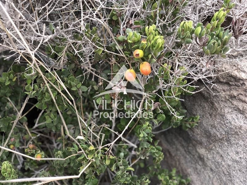 Imagen 6 de 25 de Venta Sitio En Arrayan Costero, La Serena