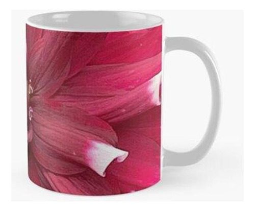 Taza Puntas Blancas Calidad Premium