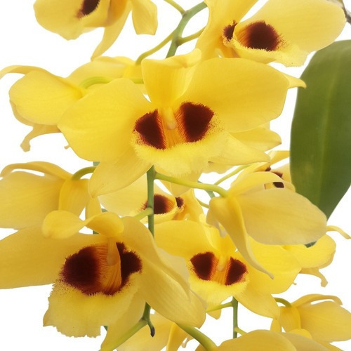 Orquidea Dendrobium Densiflorum Amarelo | MercadoLivre 📦