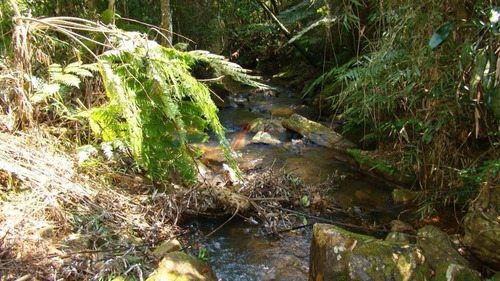 Imagem 10 de 21 de Fazenda À Venda Em Fazenda Paraiso - Fa238982