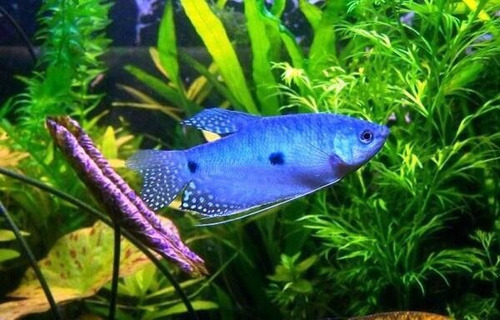 Peces Tricho Azul . Acuario El Delfin .