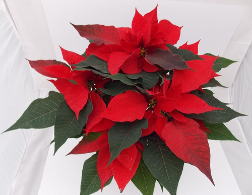 Planta Nochebuena 6 Pulgadas (premium) | Meses sin intereses Planta Nochebuena 6 Pulgadas (premium) | Meses sin intereses