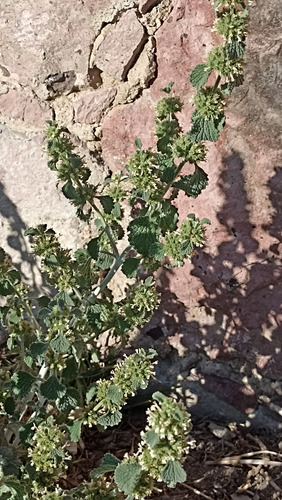 Marrubium Vulgare, Marrubio O Manrrubio, 100 Semillas, Nv