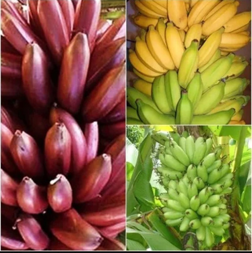 Super Bananas Roxa Prata Pão Maçã (8 Mudas - 2 De Cada)