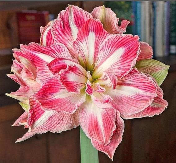 Flores decorativas mágicas,Bulbo de amarilis,Amarilis bulbo,Flor increible-2 Bulbos,A 