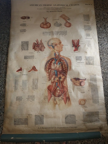 Antiguo Mapa De Anatomía 1;70 Por 1,07 Cm Origen Ee Uu