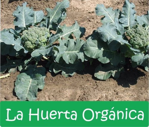Super Combo Semillas! Huerta Otoño - Invierno Premium!
