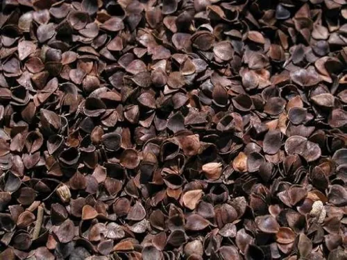 Cascara de trigo sarraceno venta new arrivals