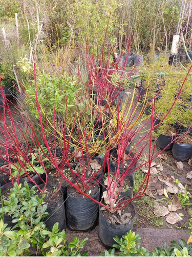 Cornejo Rojo, Cornus Sanguinea 10lts
