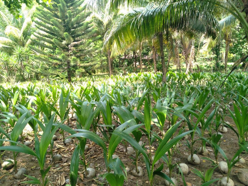 Imagen 2 de 8 de Palmeras De Coco, Enanas Y Criollas Resistentes A Enfermedad