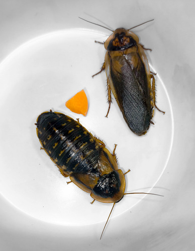 20 Cucarachas Hembra Y 10 Cucarachas Macho Dubias Grandes