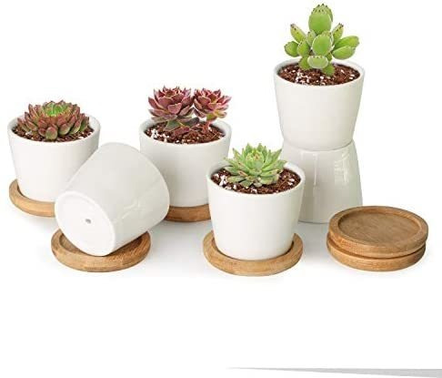 Imagen 8 de 9 de T4u - Macetas Pequeñas Blancas Para Plantas Suculentas De 2