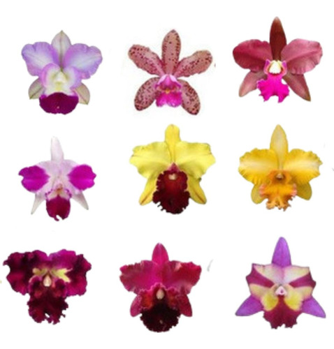 Kit 10 Mudas Orquídea Cattleya Identificadas !super Promoção