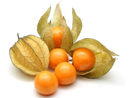 Semillas Tomatillo Naranja - Uchuva- Aguaymanto! Physalis