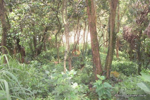 Imagem 4 de 9 de Terreno Residencial À Venda, Palos Verdes, Carapicuíba - Te0371. - Te0371