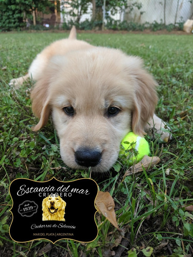 Venga A Ver Los Golden Retriever Mas Buscados De Argentina