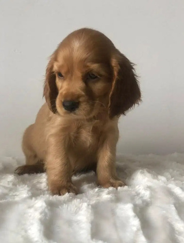 Cachorritos Cocker Spaniel Puros