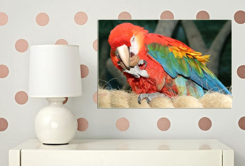 Cuadro 50x75cm Guacamayo Pajaro Aves Loro Selva Colores M5