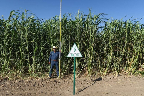 Super Sorgo Se19 20 Kg Para 4 Hectareas