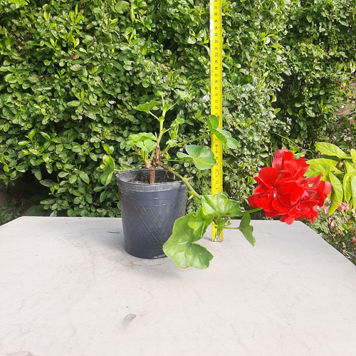 Imagen 2 de 5 de Planta Geranio Gitanilla Rojo Moron Raices Arcoiris