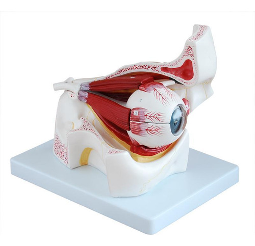 Olho Com Orbita Ampliada Em 10 Partes Oftalmologia Anatomia