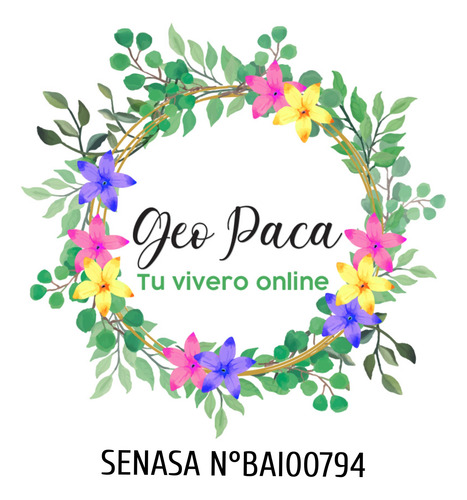Ficus Pandurata Grande De 1.6mt Envío Caba Gratis Lyrata