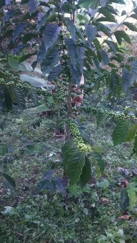 Deja Que El Campo Trabaje Para Ti : Finca En Quipile
