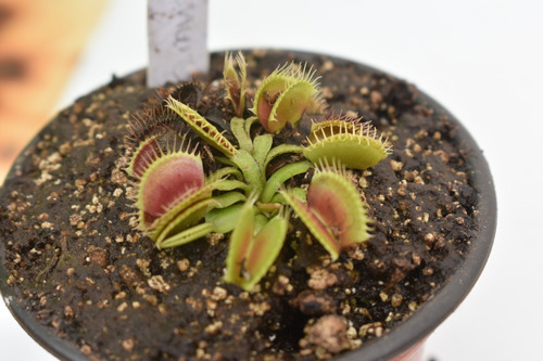 Imagen 1 de 1 de Planta Carnívora Dionaea Chunky Carnivoralia