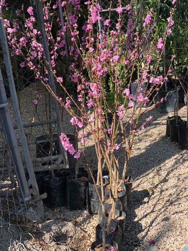 Durazno Floreador De 1.50 Altura En Fiusha Y Rosa Claro