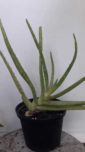 Imagen 2 de 3 de Plantas De Aloe Vera Grandecitas