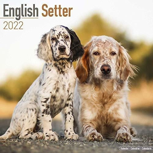 English Setter Calendar - Dog Breed Calendars - 2021, De Megacalendars. Editorial Dream Publishing En Inglés