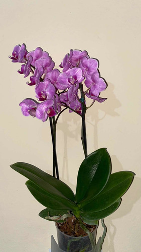 Orquídea Phalaenopsis Mediana 32cm