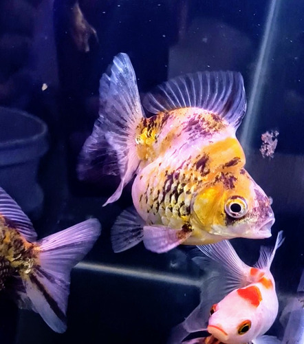 Goldfish Riunkin Calico Reproductor Pez Agua Fria Selección