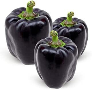 Semillas De Pimiento Dulce Negro Para Plantar Alrededor De 2