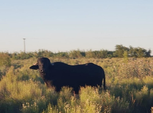 Campo De 3921 Hectareas Apto Todo Tipo De Actividad Agricola Ganadero Feed Lot O Fines Turisticos